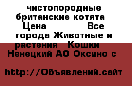 чистопородные британские котята › Цена ­ 10 000 - Все города Животные и растения » Кошки   . Ненецкий АО,Оксино с.